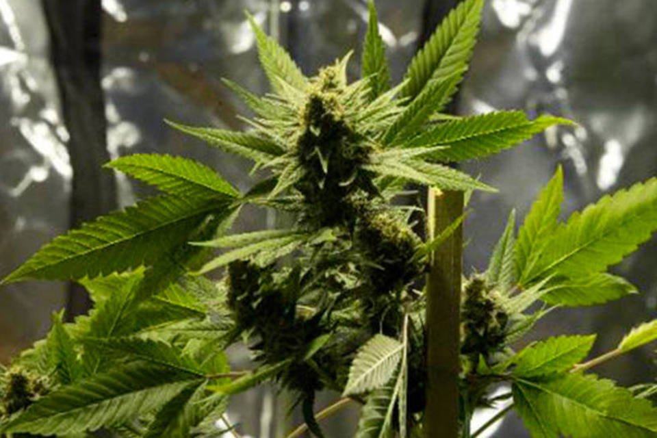 Autoridades paraguaias confiscam 40 toneladas de maconha