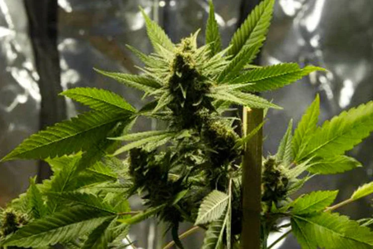 
	Maconha: tamb&eacute;m foram encontrados 24 acampamentos destinados ao abastecimento de maconha
 (Pablo Porciuncula/AFP)