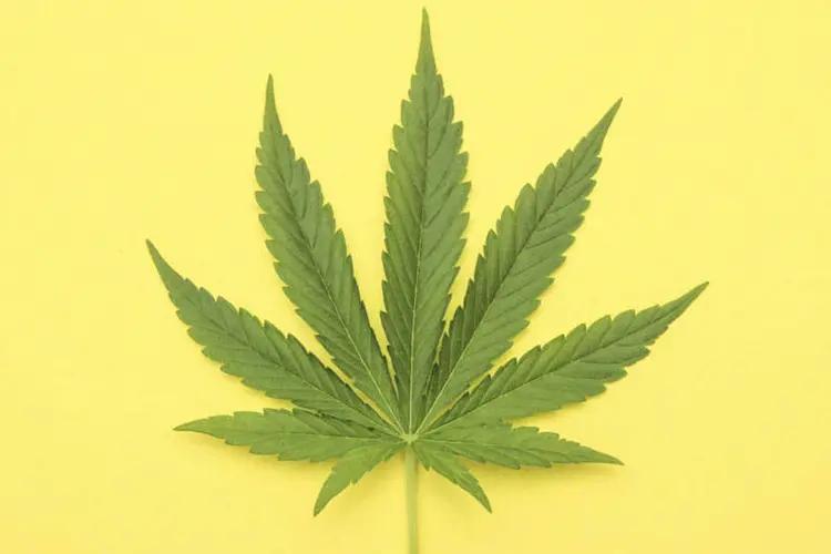 Maconha (thinkstock)