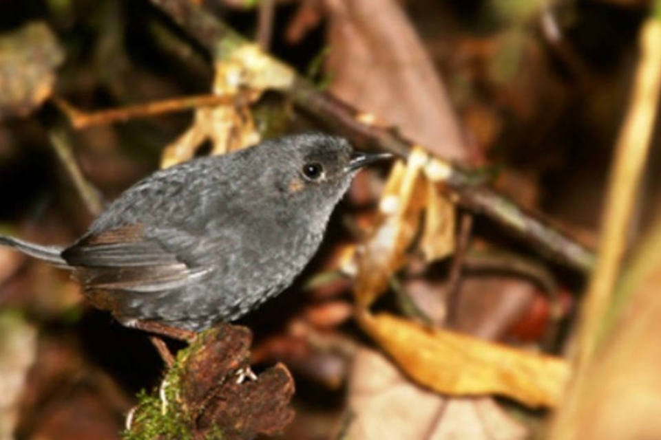 Descoberta nova espécie de ave no Brasil