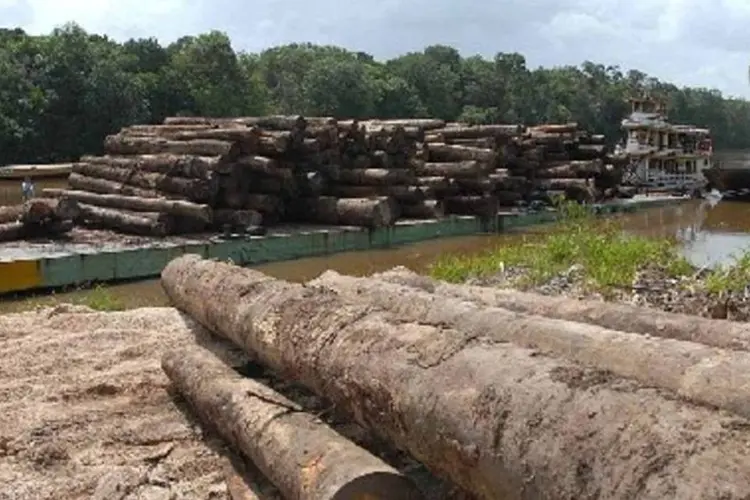 Desmatamento da Amazônia liberou 51 milhões de toneladas de CO² entre agosto e janeiro passados (.)