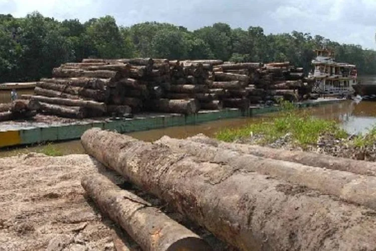 Desmatamento da Amazônia liberou 51 milhões de toneladas de CO² entre agosto e janeiro passados (.)