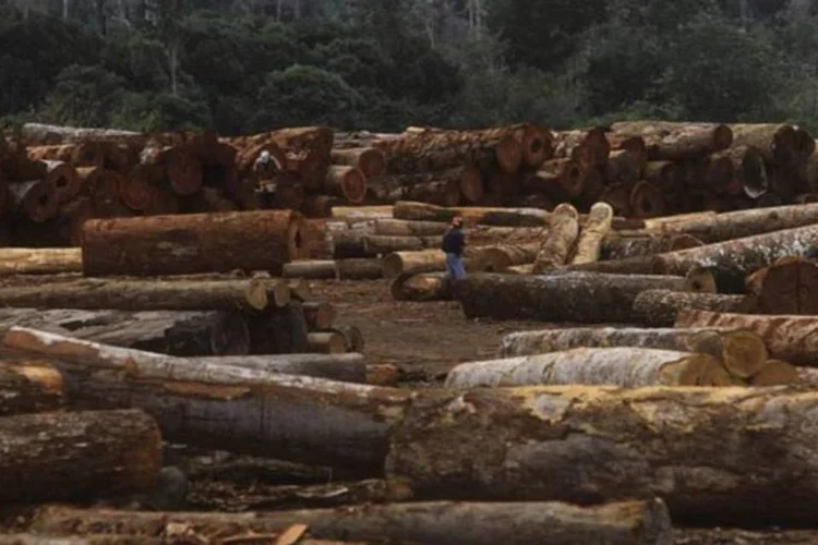 Dados do IBGE mostram que o segmento de madeira cresceu 25,2%  (Oscar Cabral/Veja)
