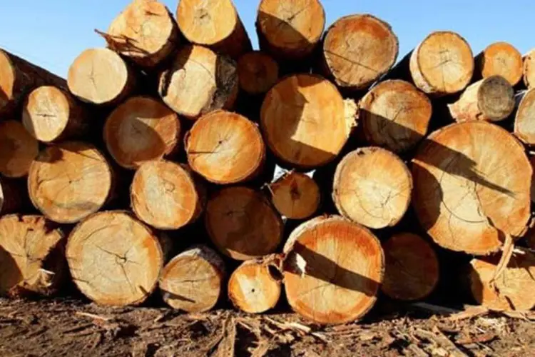 
	Apreens&atilde;o de madeira ilegal: foram encontradas madeiras de comercializa&ccedil;&atilde;o proibida em tr&ecirc;s empresas
 (Paulo Vitale/Veja)