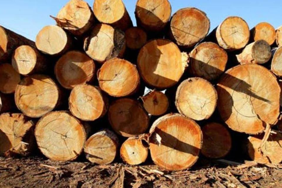 Ambientalistas desenvolvem ferramenta que rastreia madeira ilegal