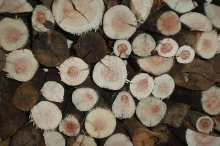 Os produtos madeireiros na extração vegetal renderam R$ 3,4 bilhões, o que corresponde a 81,5% de participação na área da silvicultura (Henrique/Wikimedia Commons)