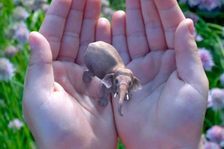 Magic Leap: ainda não se sabe muito sobre o produto desenvolvido pela startup (Reprodução/Facebook)