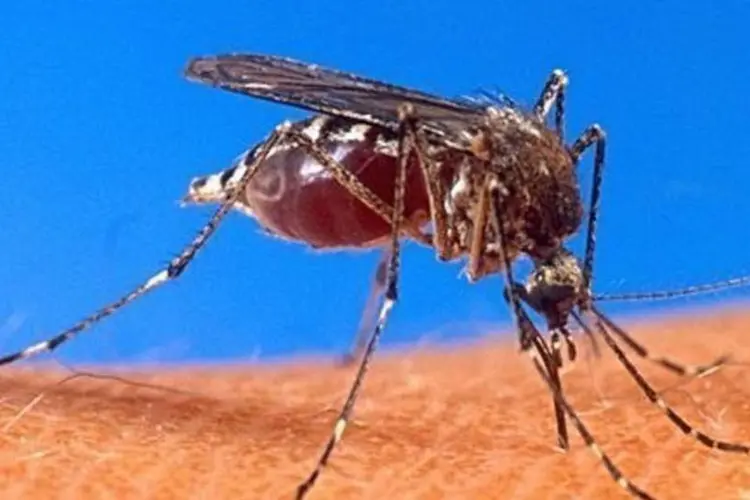 
	Mosquito que transmite a mal&aacute;ria
 (HO/AFP)