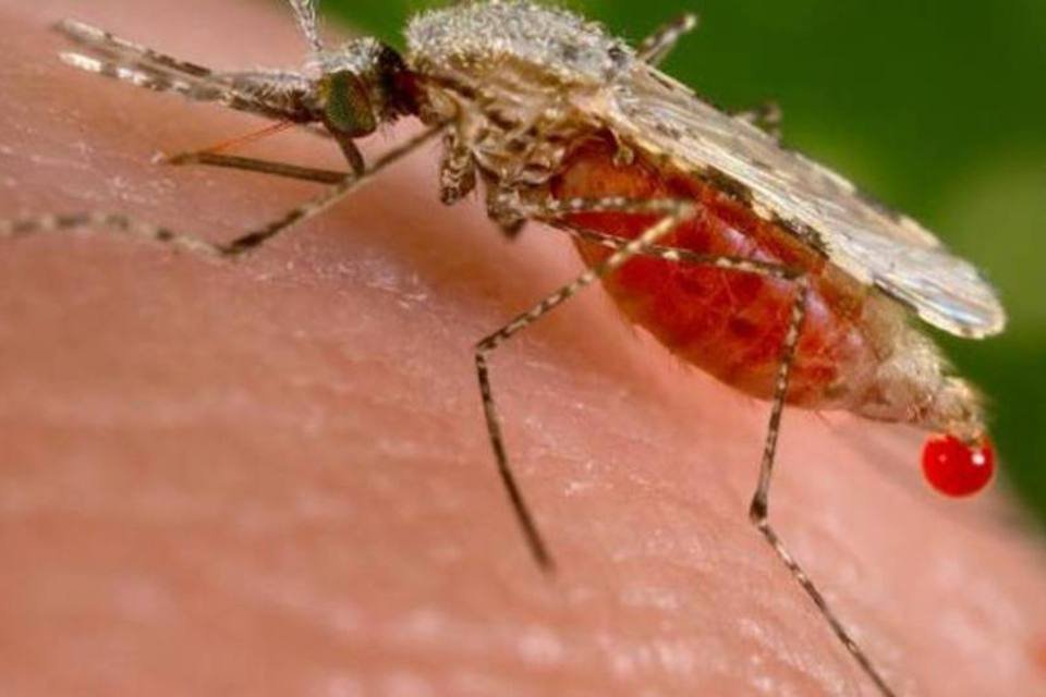 Malária afeta 34 milhões fora da África
