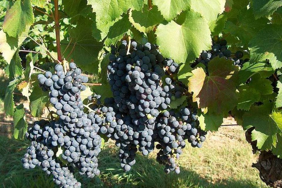 Dia mundial do Malbec: conheça a história da uva francesa com fama na Argentina