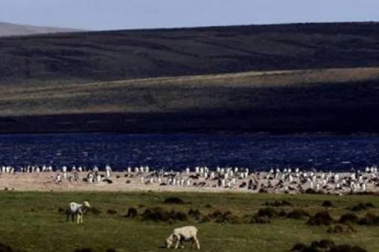 Ilhas Malvinas: petróleo encontrado até agora não é comercialmente viável (.)