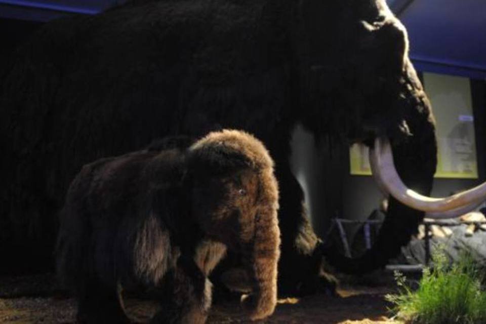 Cientistas encontram fragmentos de mamute na Sibéria