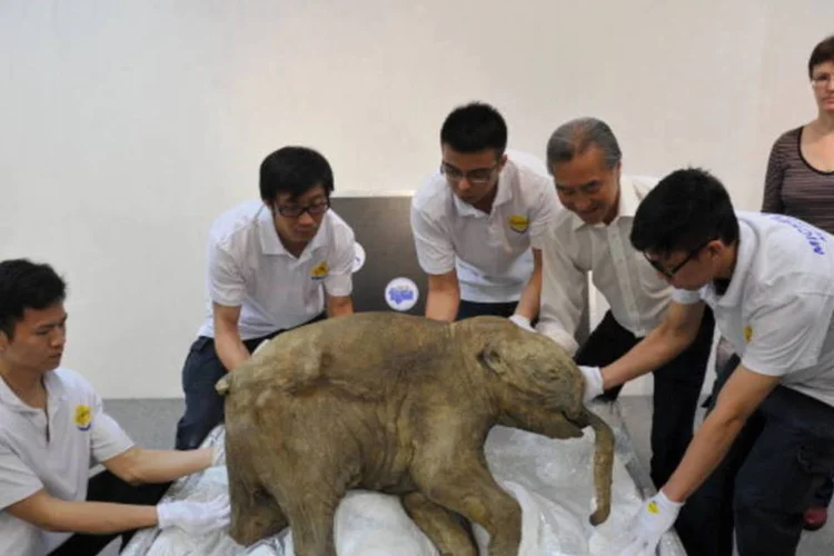 A mamute Lyuba, conservada por 42 mil anos: Lyuba é muito especial, diz pesquisadora (AFP/Getty Images)