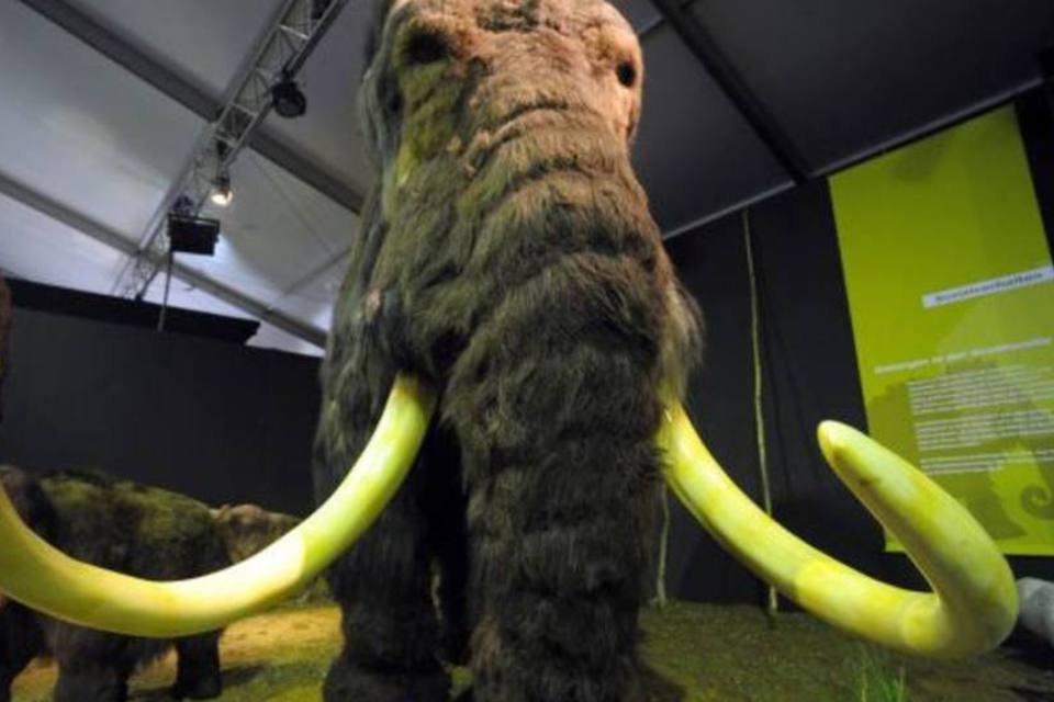 Mudança climática causou extinção dos mamutes, diz estudo