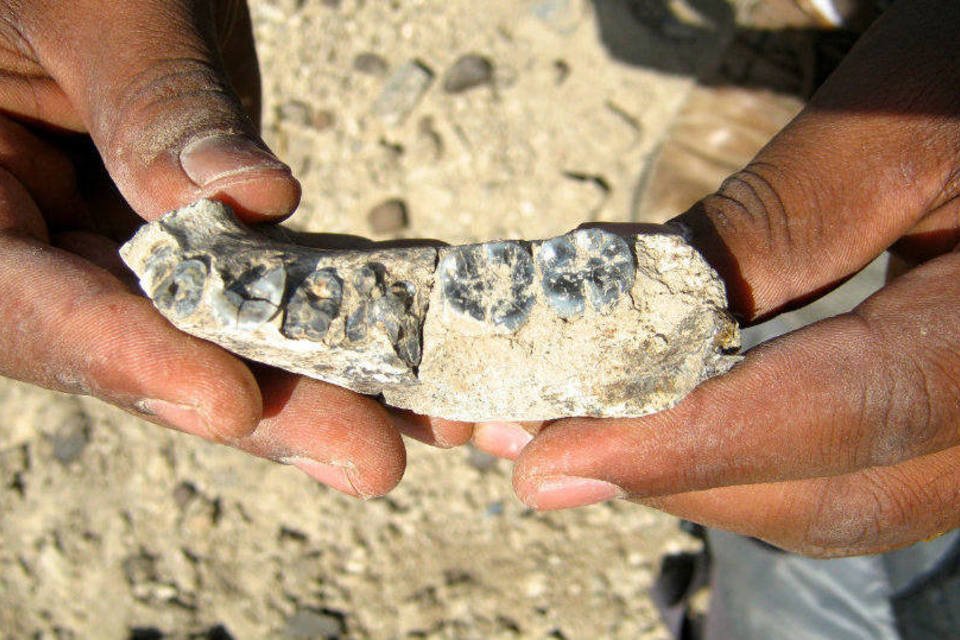 Fóssil humano de 2,8 milhões de anos é encontrado