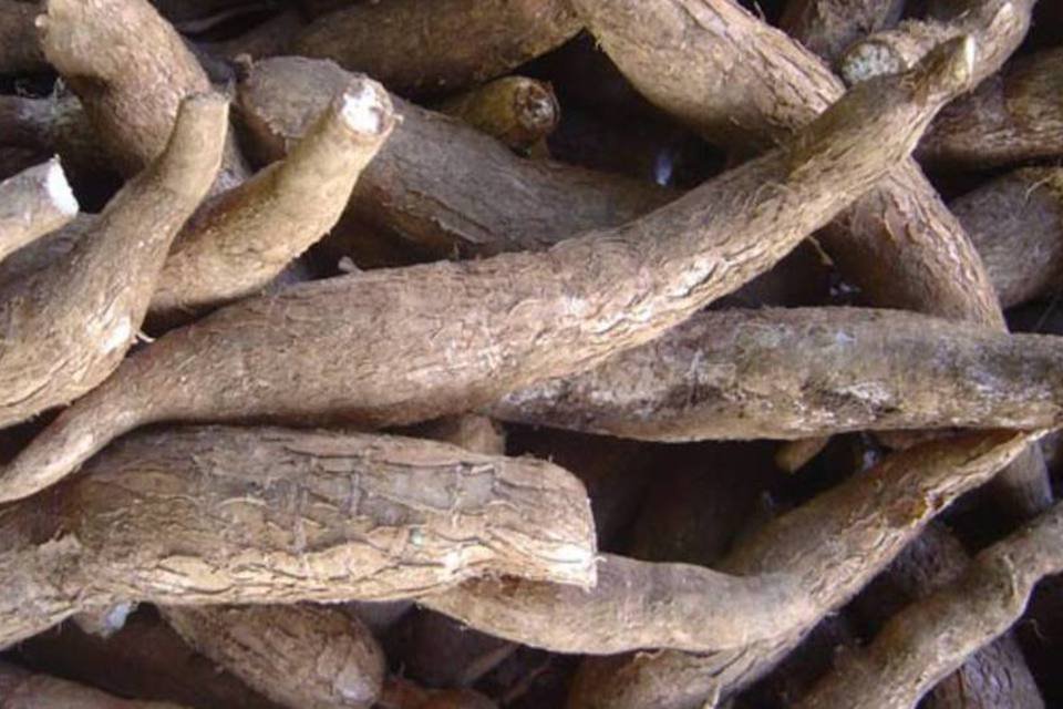 Forma mais popular da mandioca é consumida há 9 mil anos