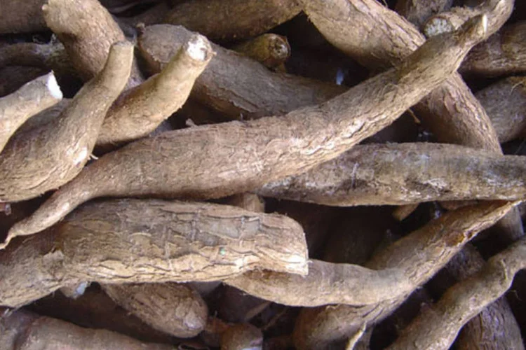 
	Mandioca: a FAO explicou que a produ&ccedil;&atilde;o mundial do tub&eacute;rculo aumentou em 60% desde 2000 e se acelerar&aacute; ainda mais na d&eacute;cada atual (Wikimedia Commons)