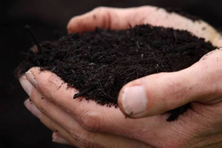 
	M&atilde;os seguram adubo fruto de compostagem: processo feito em casa n&atilde;o causa mau cheiro e usa minhocas
 (Justin Sullivan/Getty Images)