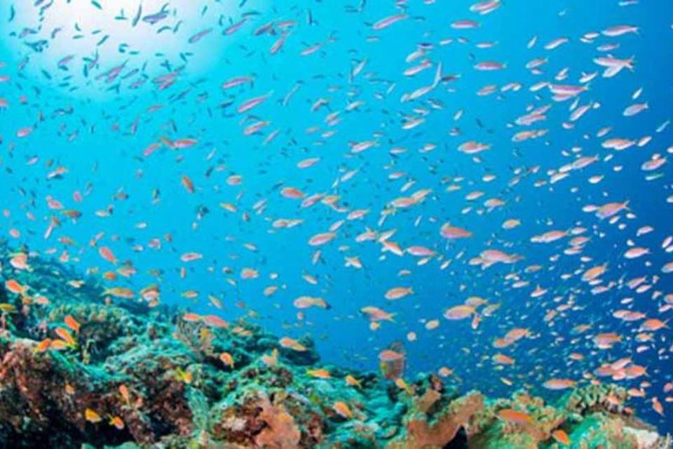 Aquecimento e CO2 ameaçam a própria base da vida marinha