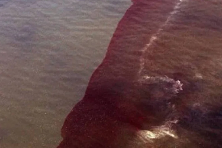 Detalhe da mancha de petróleo que atinge o Golfo do México há 50 dias (.)