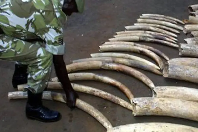 Soldado do Gabão ajeita presas de elefantes: o valor da pira de marfim foi estimado pela ANPN em 7,5 milhões de euros no mercado negro asiático (Simon Maina/AFP)