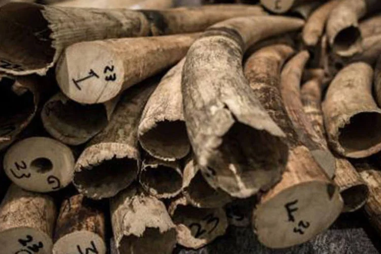 
	Marfim: na bagagem havia mais de 1.500 objetos de marfim, com um peso total de 95 kg, que, segundo as autoridades
 (Philippe Lopez/AFP)