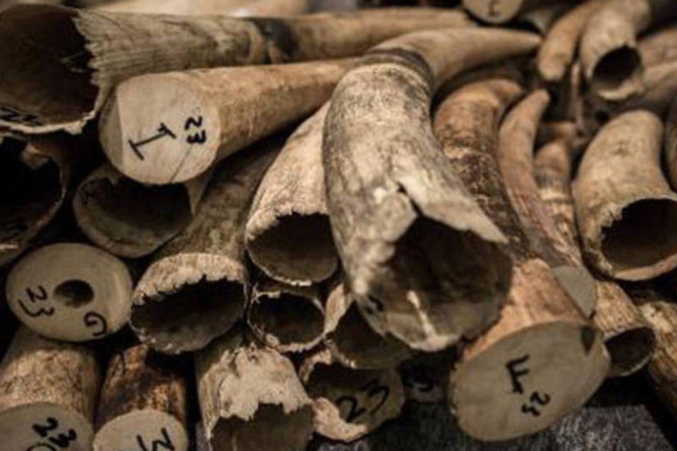 Casal vietnamita é preso com 95kg de marfim em aeroporto
