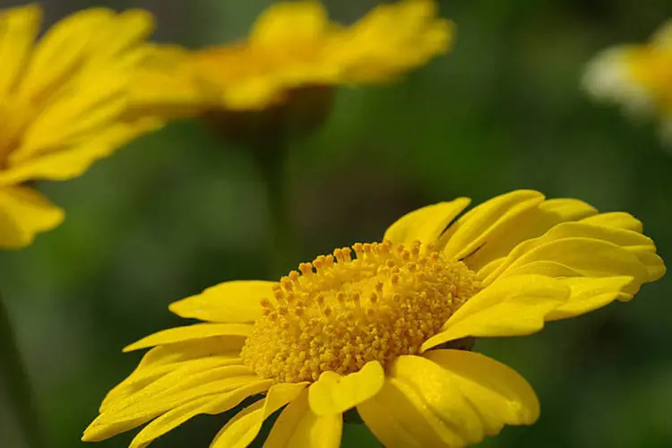 Margarida (Wikimedia Commons)