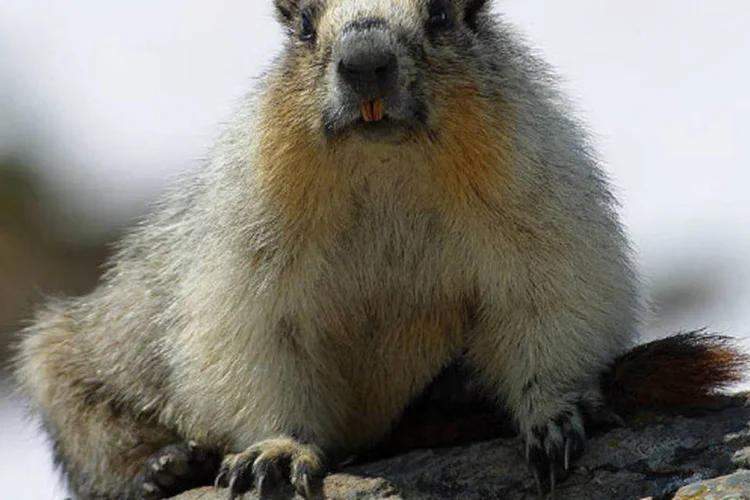 
	Depois que a marmota reconheceu (por meio de sua defesa), de dentro de sua toca, que era&nbsp;&quot;totalmente respons&aacute;vel&quot;&nbsp;pelo erro de sua previs&atilde;o, o promotor decidiu retirar as acusa&ccedil;&otilde;es
 (Wikimedia Commons / Jon Sullivan)