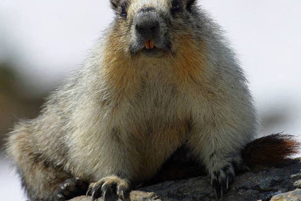 Promotor quer pena de morte a marmota por previsão do tempo
