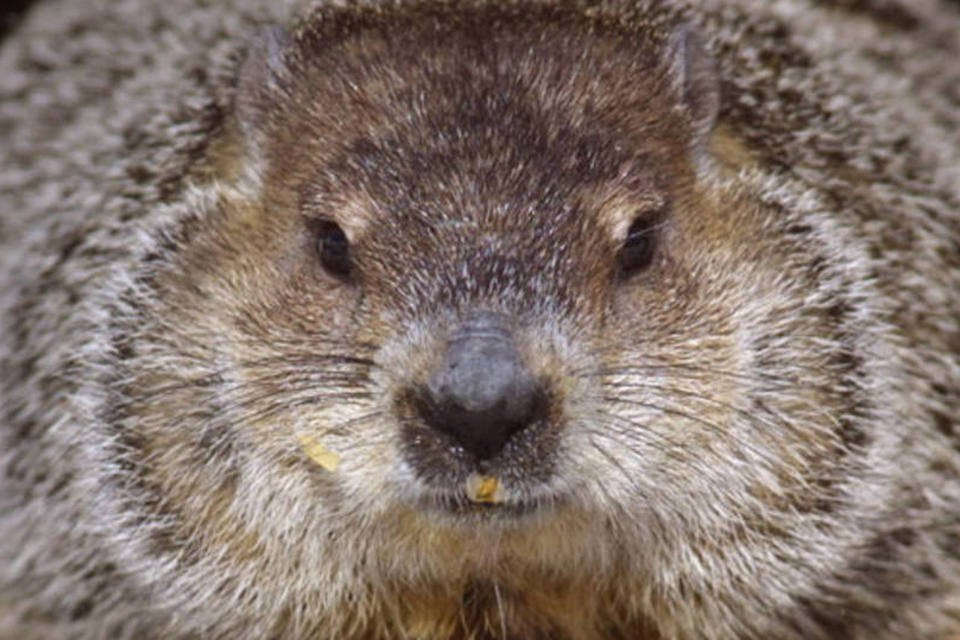 Após comer marmota, jovem morre de peste bubônica