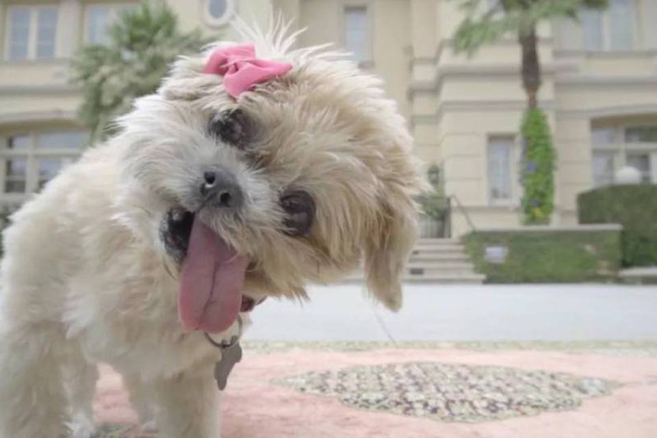 Cachorra de sucesso no Instagram tem dia de luxo pela Airbnb