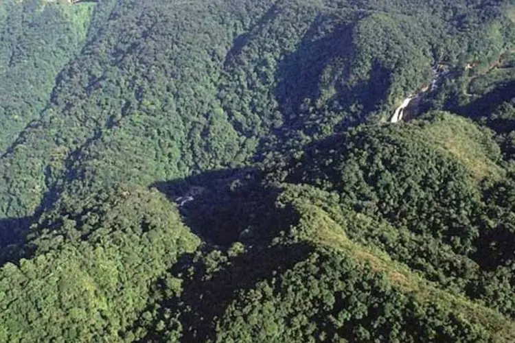 Reserva de Mata Atlântica: uma das preocupações é garantir a preservação da floresta  (Roberto Loffel/Veja SP)