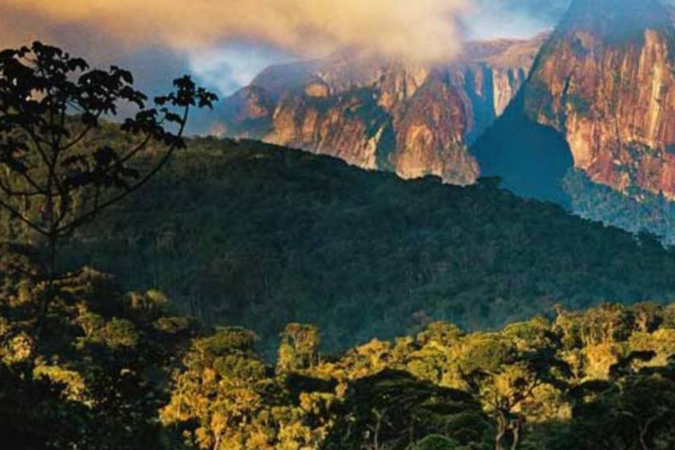 Árvores da Mata Atlântica são mapeadas com sensores remotos