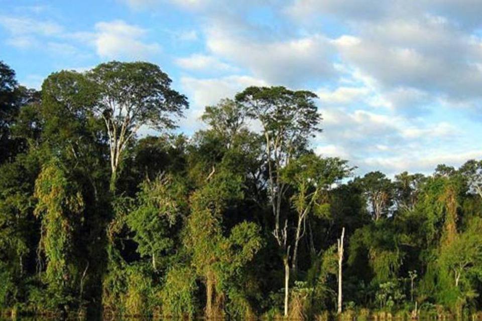 Estudo identifica antiga vegetação de São Paulo