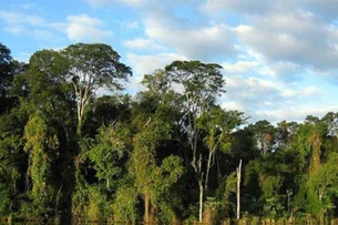 Parceria projeta restaurar 1200 hectares de Mata Atlântica