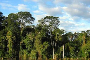 Imagem referente à matéria: Parceria projeta restaurar 1200 hectares de Mata Atlântica