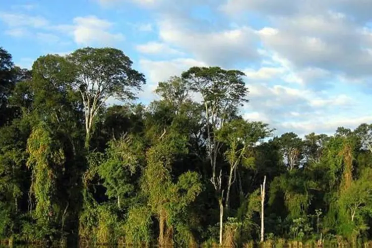 
	Mata Atl&acirc;ntica: o governo brasileiro conseguiu ampliar o debate sobre a conserva&ccedil;&atilde;o da biodiversidade envolvendo representantes de v&aacute;rios setores
 (Wikimedia Commons)