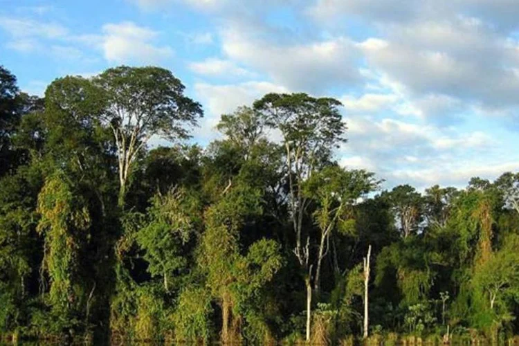 Mata Atlântica (Wikimedia Commons)