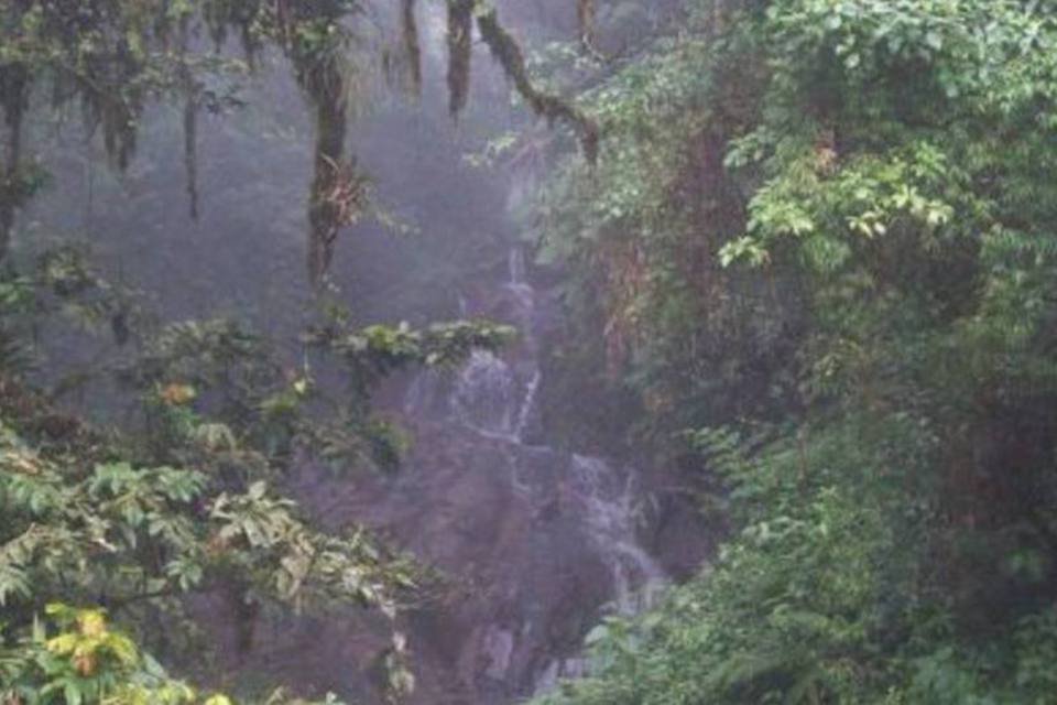 Brasil perde 12 cidades de SP de Mata Atlântica em 30 anos