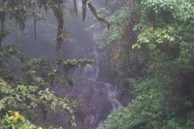 Atualmente, cerca de um terço da mata atlântica está preservada em fragmentos de até 100 hectares.  (.)