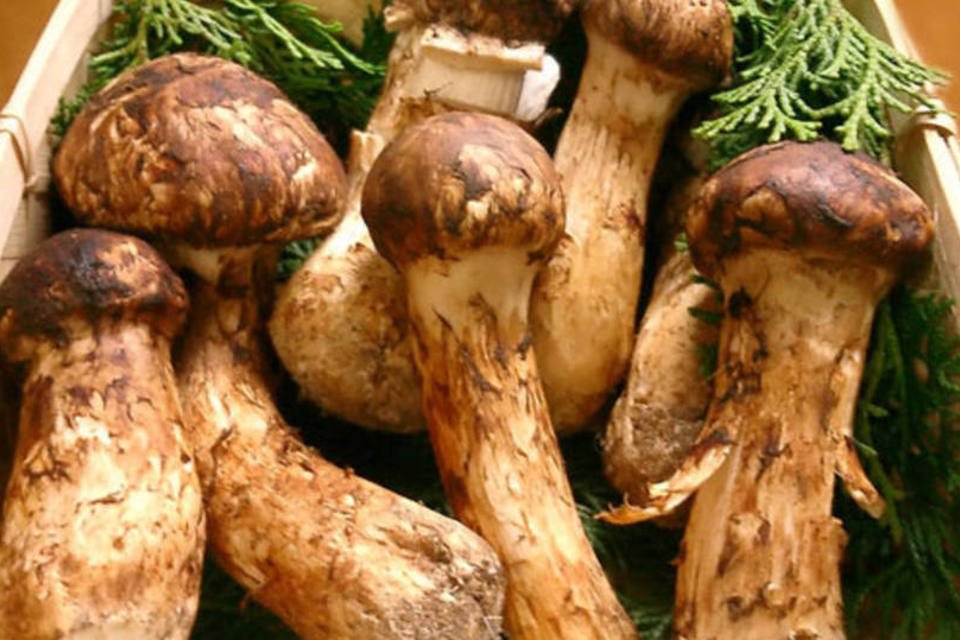 Da gastronomia à medicina: os diversos benefícios dos fungos para a saúde