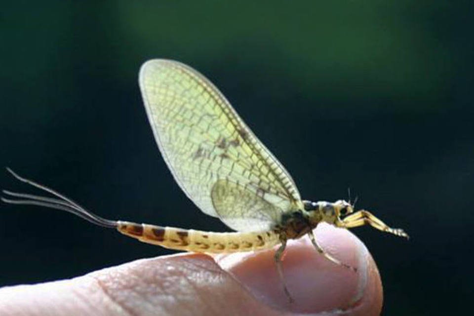 Cientistas descobrem o mais antigo inseto voador