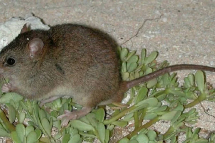 
	Melomys rubicola: uma expedi&ccedil;&atilde;o descobriu em 1978 uma redu&ccedil;&atilde;o dos roedores, at&eacute; que, em 2009, a esp&eacute;cie foi vista pela &uacute;ltima vez
 (Reprodução / Environmental Protection Agency)