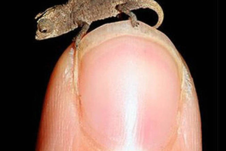Menor camaleão do mundo é encontrado em Madagascar