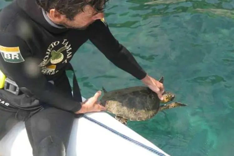 
	Bi&oacute;logo do Projeto Tamar : os ativistas t&ecirc;m que estar atentos &agrave; data aproximada de nascimento das tartarugas para ajud&aacute;-las a se dirigir ao mar
 (Divulgação)