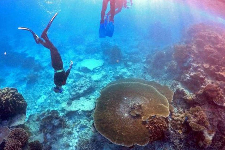 Descoloração ameaça futuro da Barreira de Corais australiana