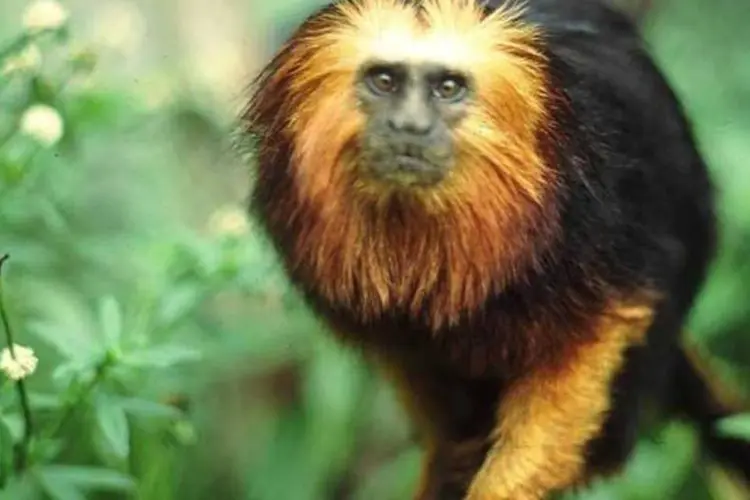 Extinção em massa: o mico-leão dourado terá o mesmo destino dos dinossauros? (Mario Leite/VEJA)
