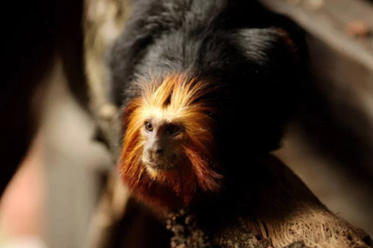 Mico-leão-dourado: animal em perigo de extinção encontrado na Mata Atlântica  (Oli Scarff /Getty Images)