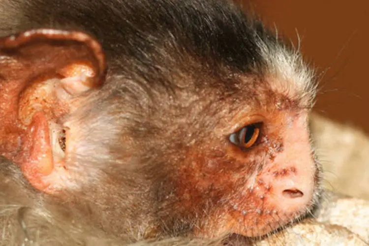 Mico rondoni: entre os animais maiores descritos agora destaca-se um novo macaquinho, o Mico rondoni (DuSantos/Wikimedia Commons)